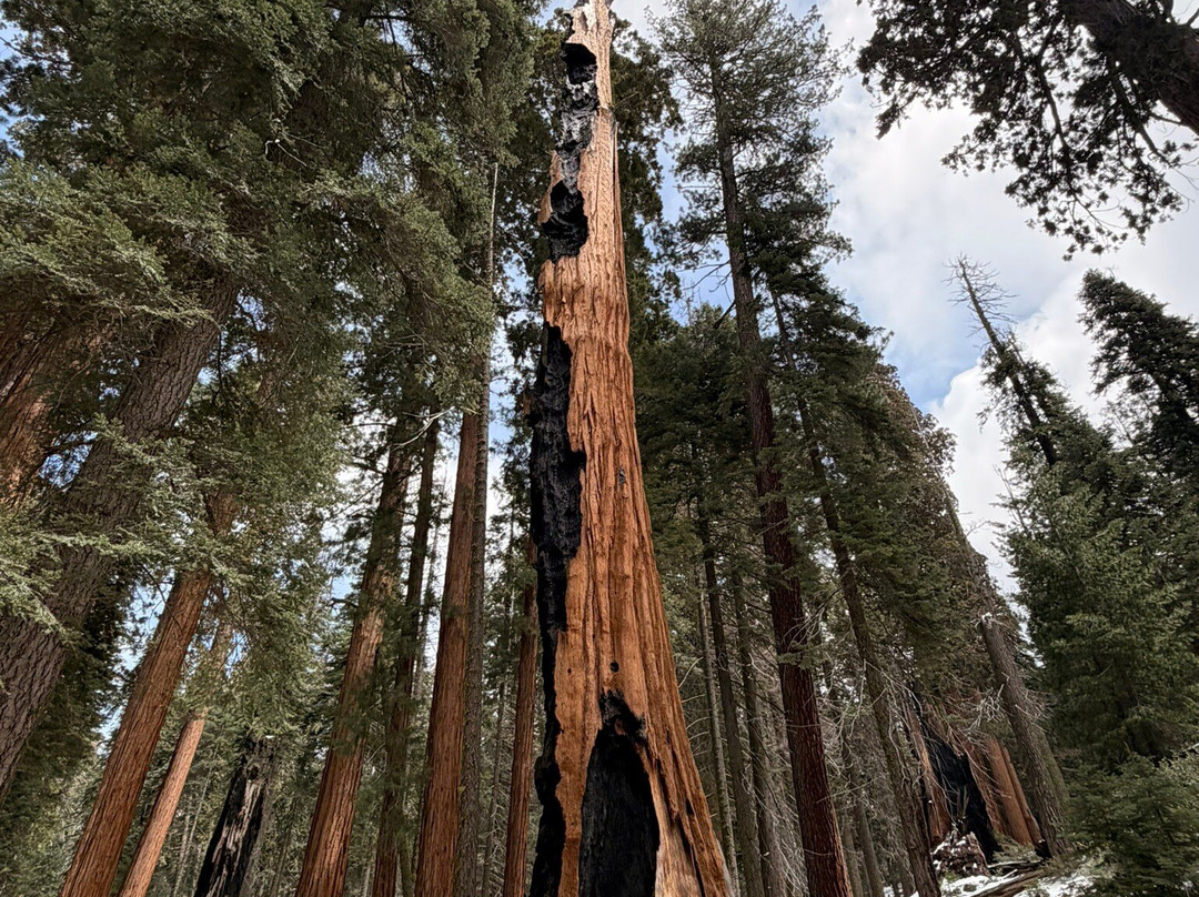 Sequoia and Kings Canyon National Parks-Three Rivers必去景点