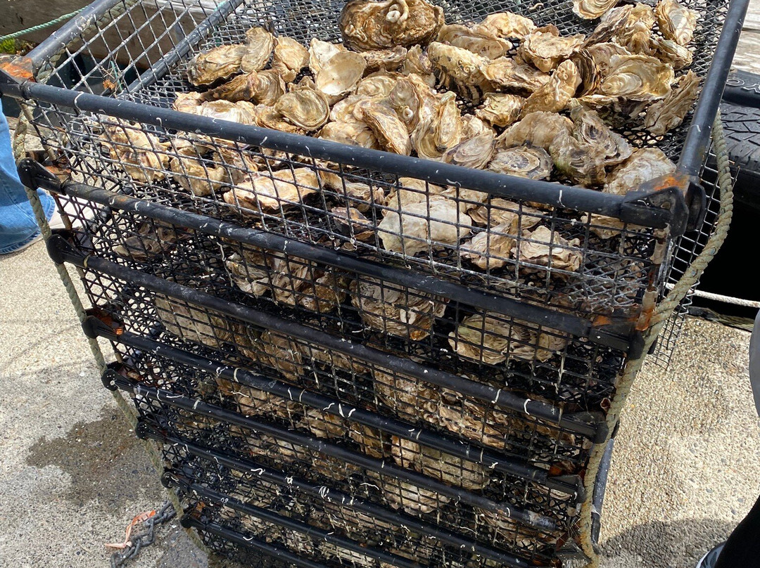 Hump Island Oyster & Kelp Farm with Tasting-凯奇坎必去景点
