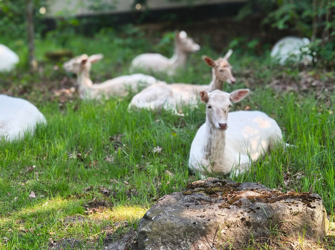 Center Parcs Het Meerdal America主图