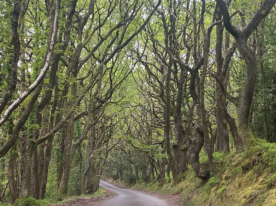 Exmoor Wildlife Safaris-Dunster必去景点