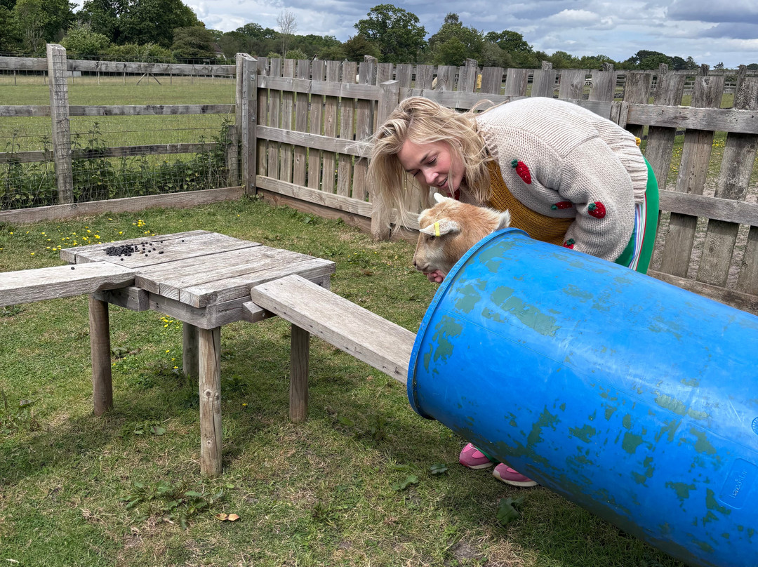 Little Goats At Brockenhurst-Brockenhurst必去景点