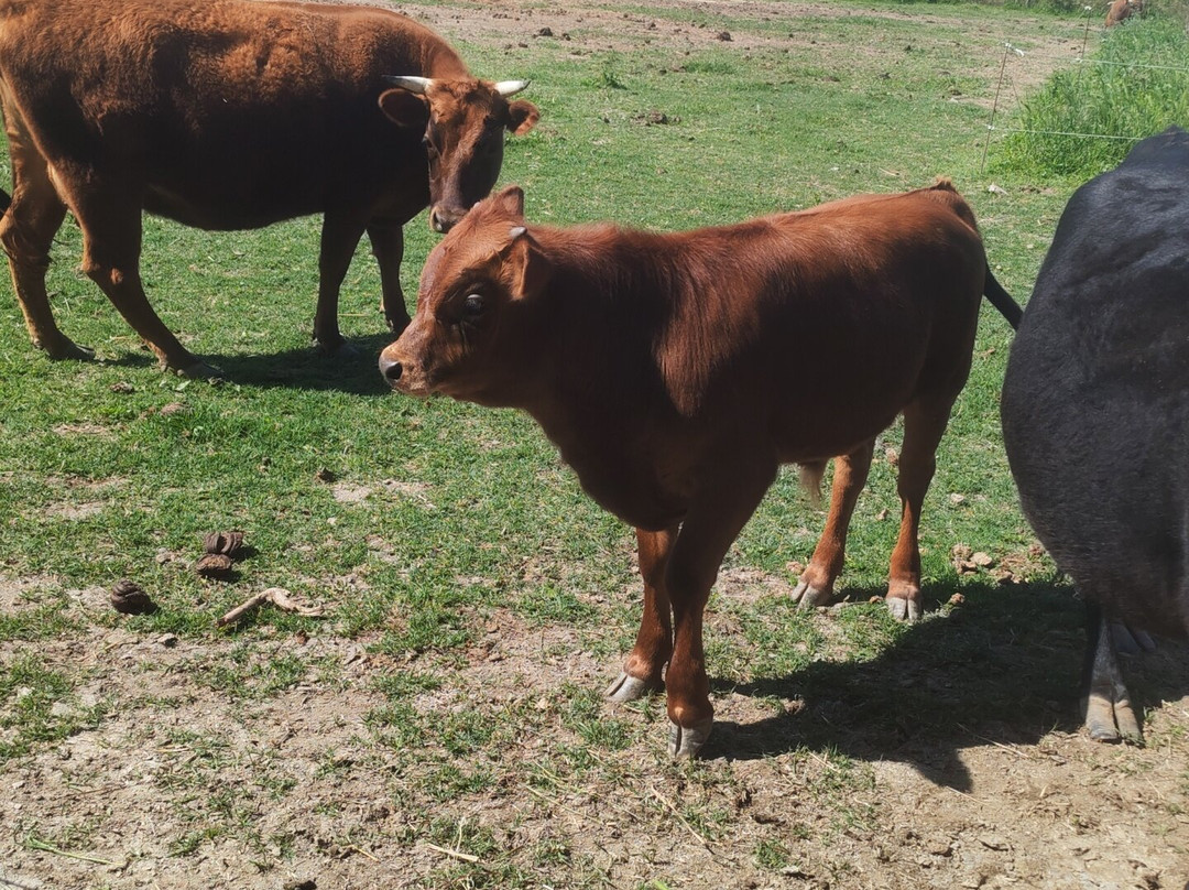La Ferme aux Grandes Oreilles-Torreilles必去景点