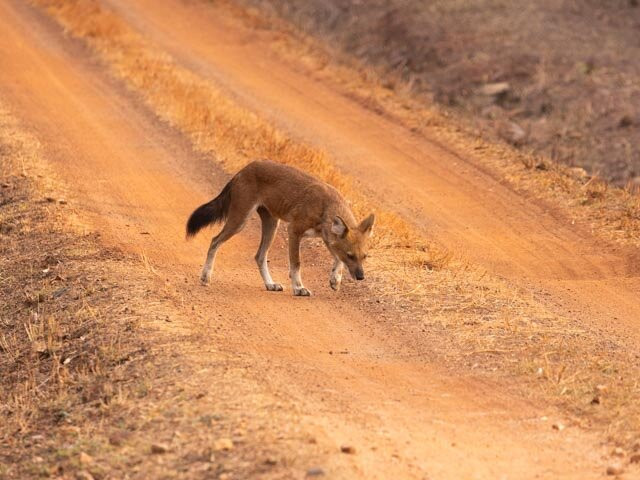 Tadoba Andhari National Park-Chandrapur District必去景点