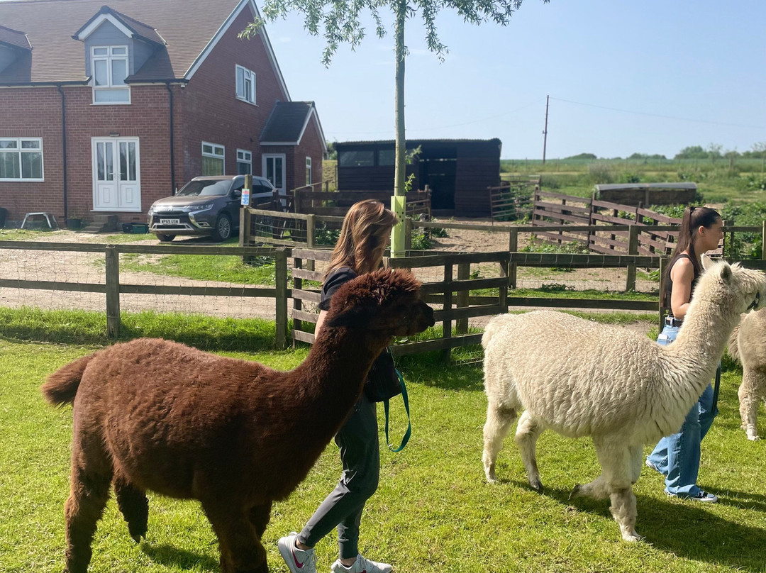 Blackwater Alpacas & Pygmy Goats-布伦特里必去景点