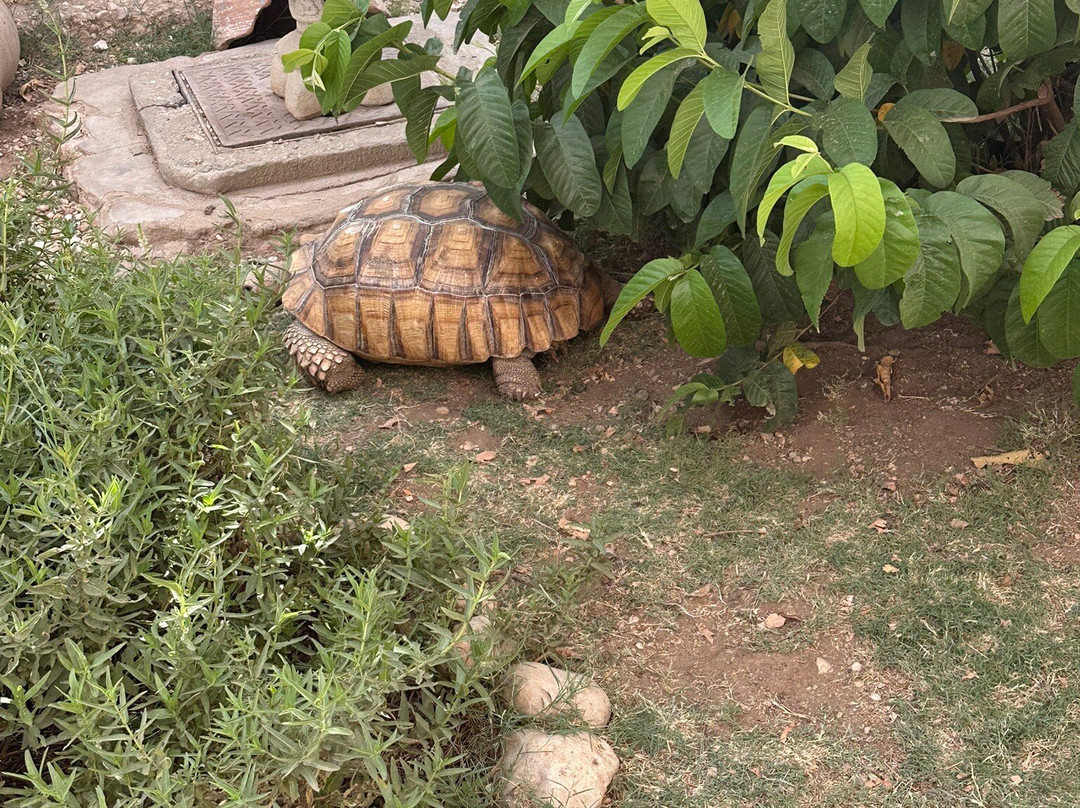 ACE - Animal Care in Egypt-卢克索必去景点
