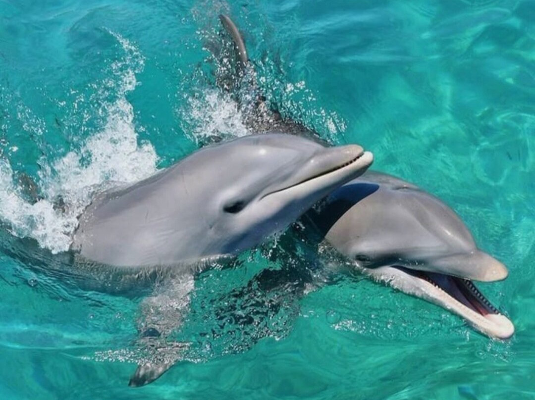 Wasini sea safaris-Wasini Island必去景点