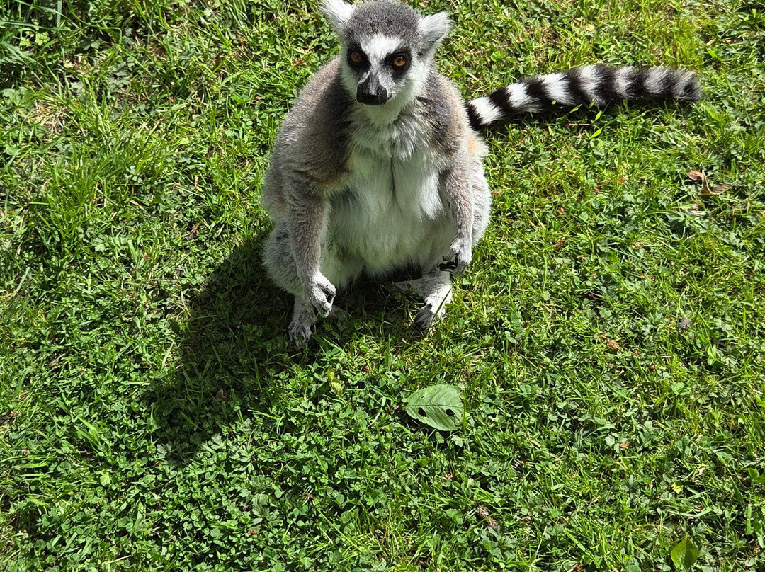 Camperdown Wildlife Centre-敦提必去景点