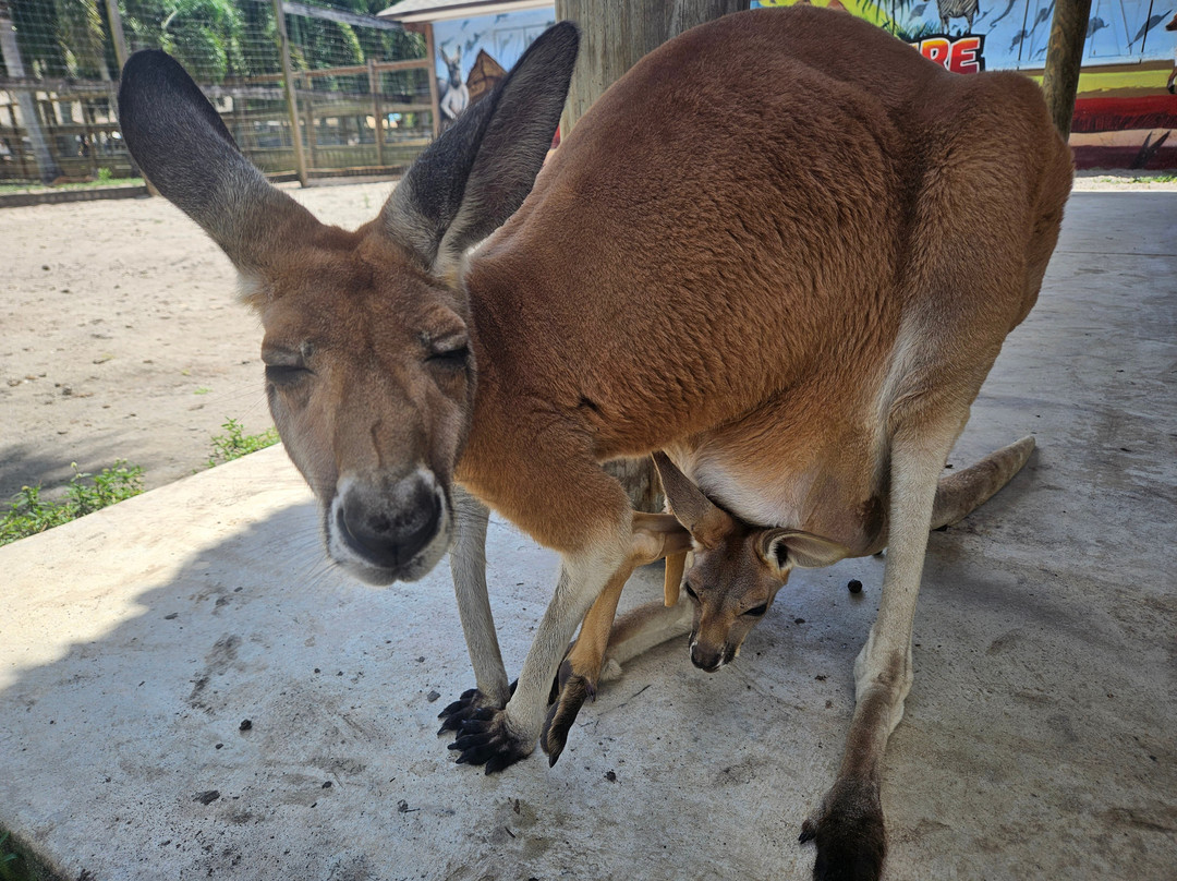 Animal Edventure Park