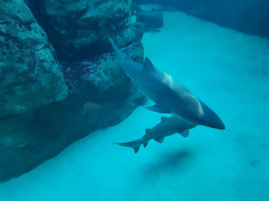 Two Oceans Aquarium-开普敦中心区必去景点