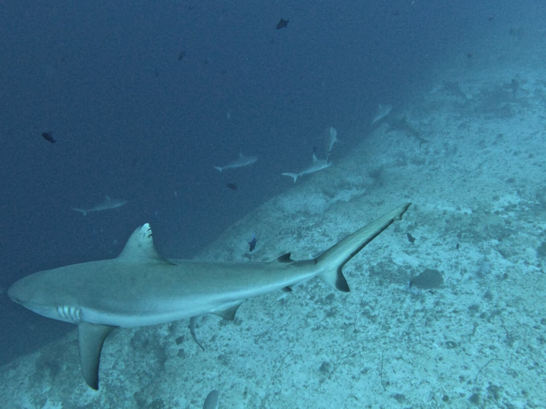 Diving Bluetribe Moofushi-南阿里环礁必去景点