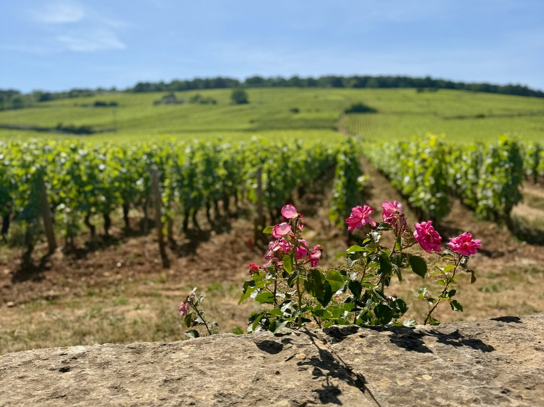 Chemins de Bourgogne-第戎必去景点