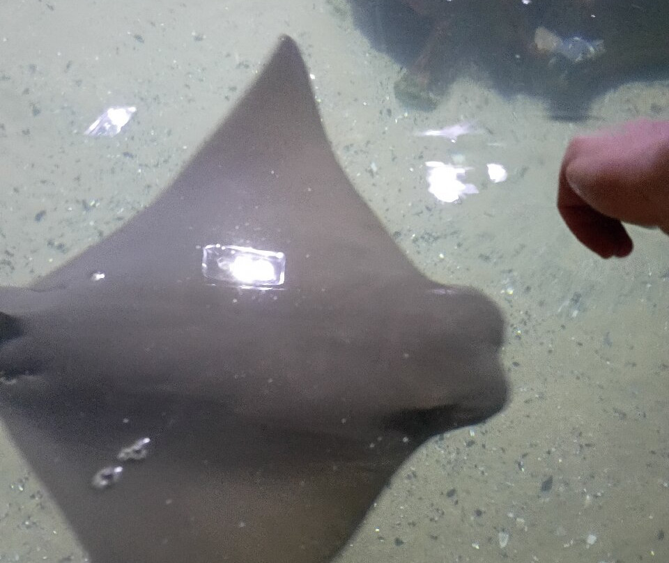 Greater Cleveland Aquarium-克利夫兰必去景点