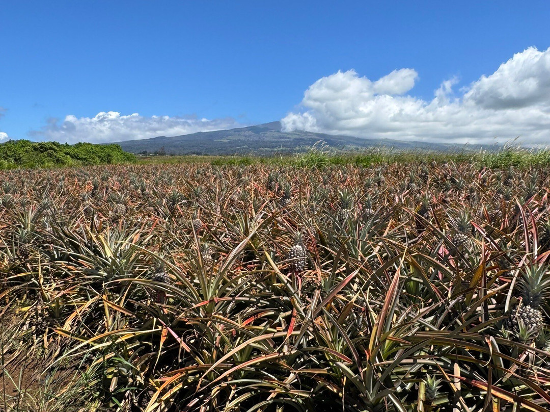 Maui Pineapple Tour-马卡瓦必去景点