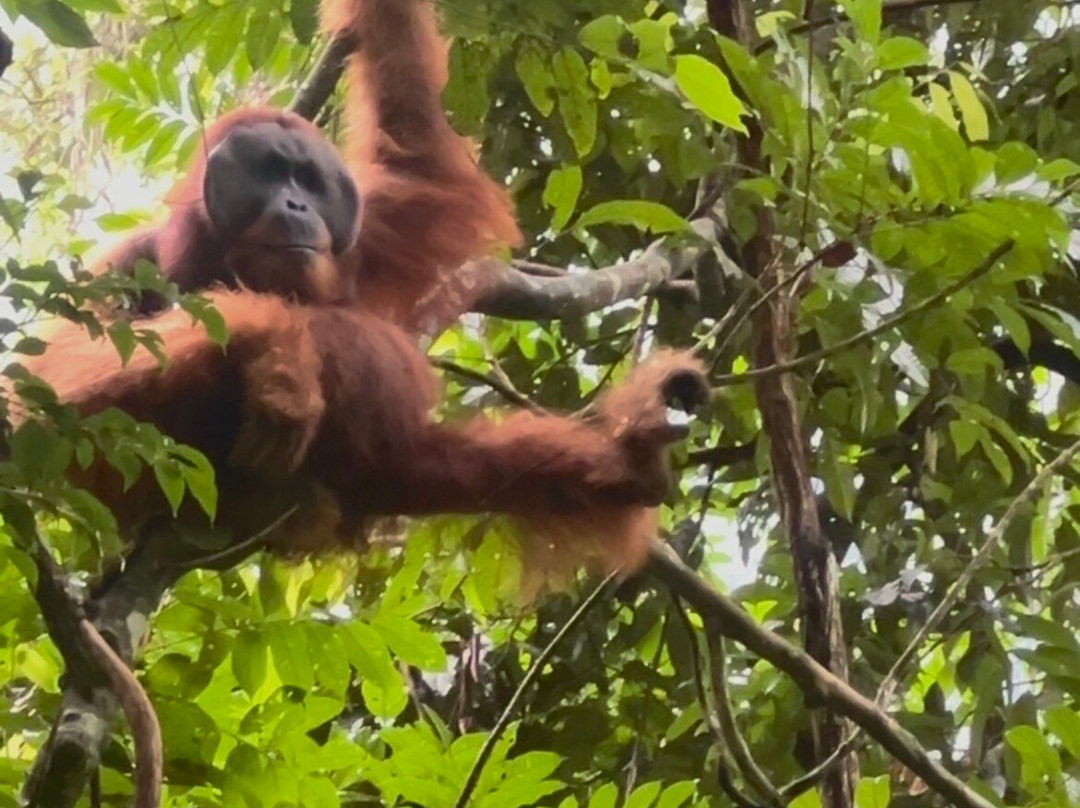 Rudy Ketambe Sumatra Jungle Trekking-Ketambe必去景点