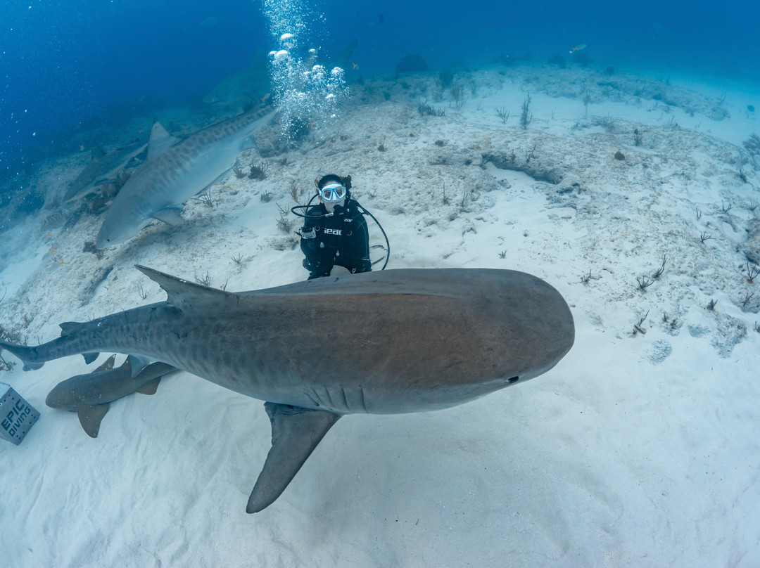 Epic Diving-West End必去景点