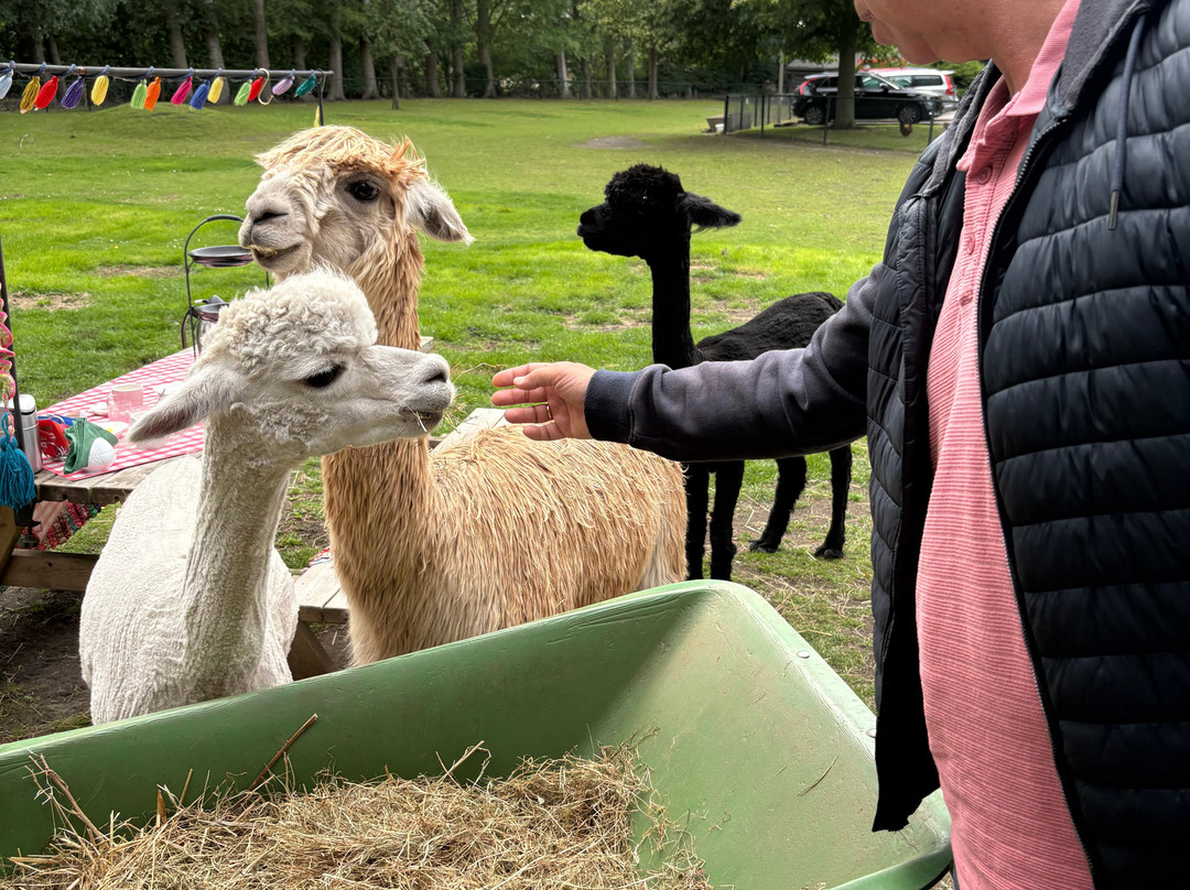 Alpaca Zeeland-Nieuwdorp必去景点