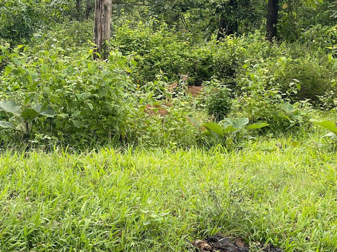 Bandipur National Park and Tiger Reserve-班迪舖必去景点