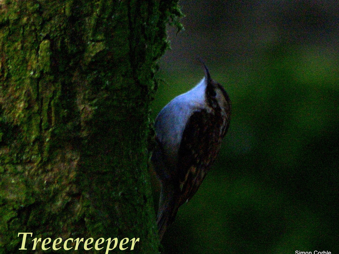 Birdsong Walk Hartington