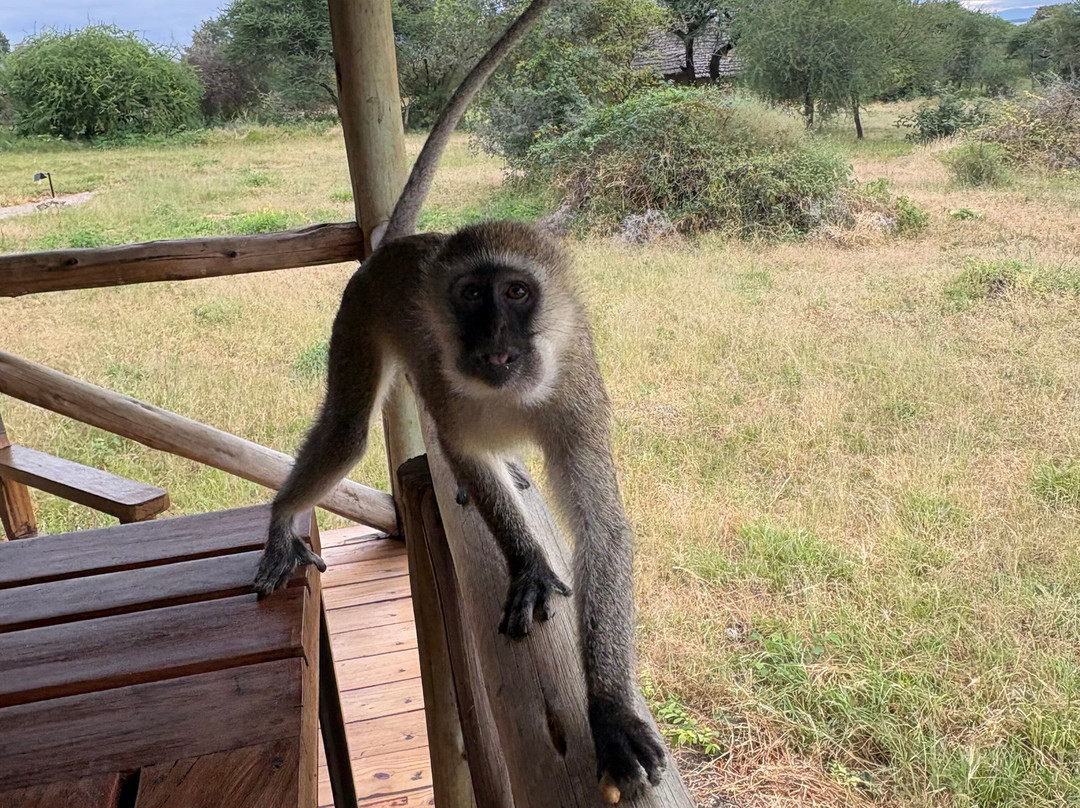 Tanzania-Experience-阿鲁沙必去景点
