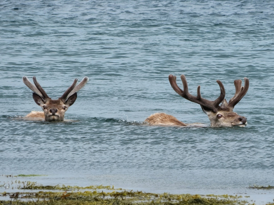 Lady Anne Wildlife Cruises-Grimsay必去景点