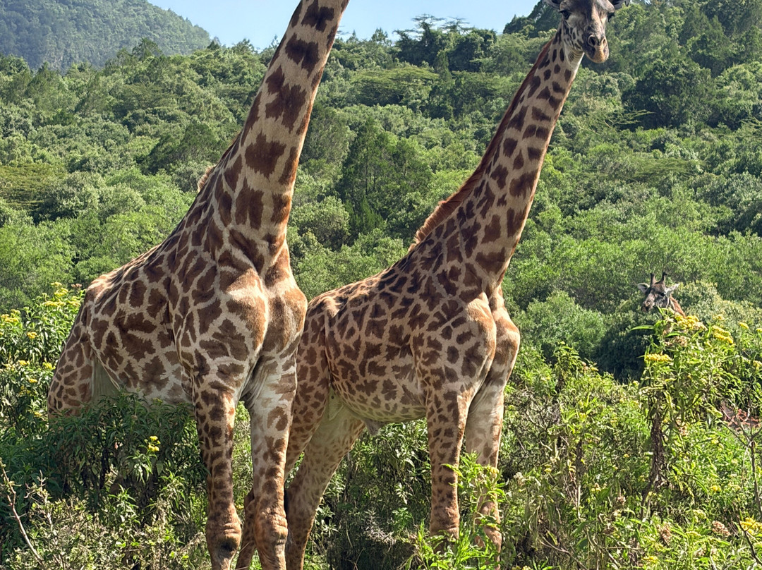 Carnivores Safaris Limited-阿鲁沙必去景点
