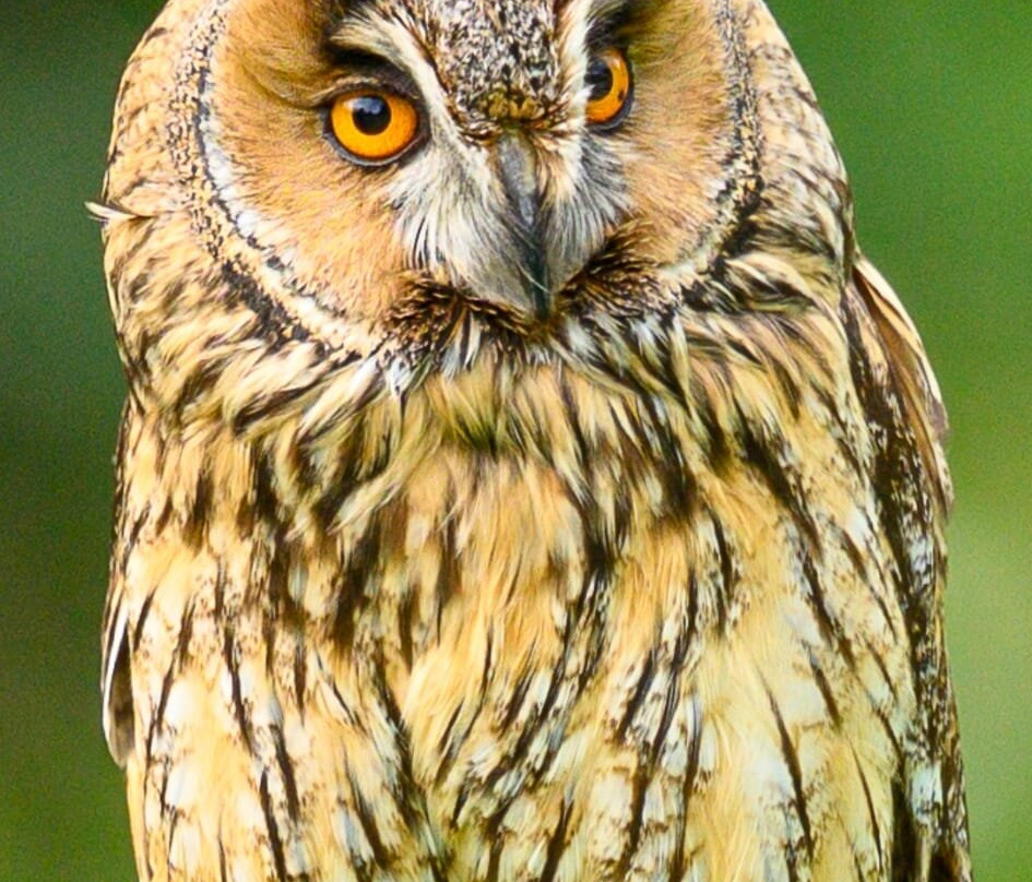 Falconry Experience Wales-Newtown必去景点