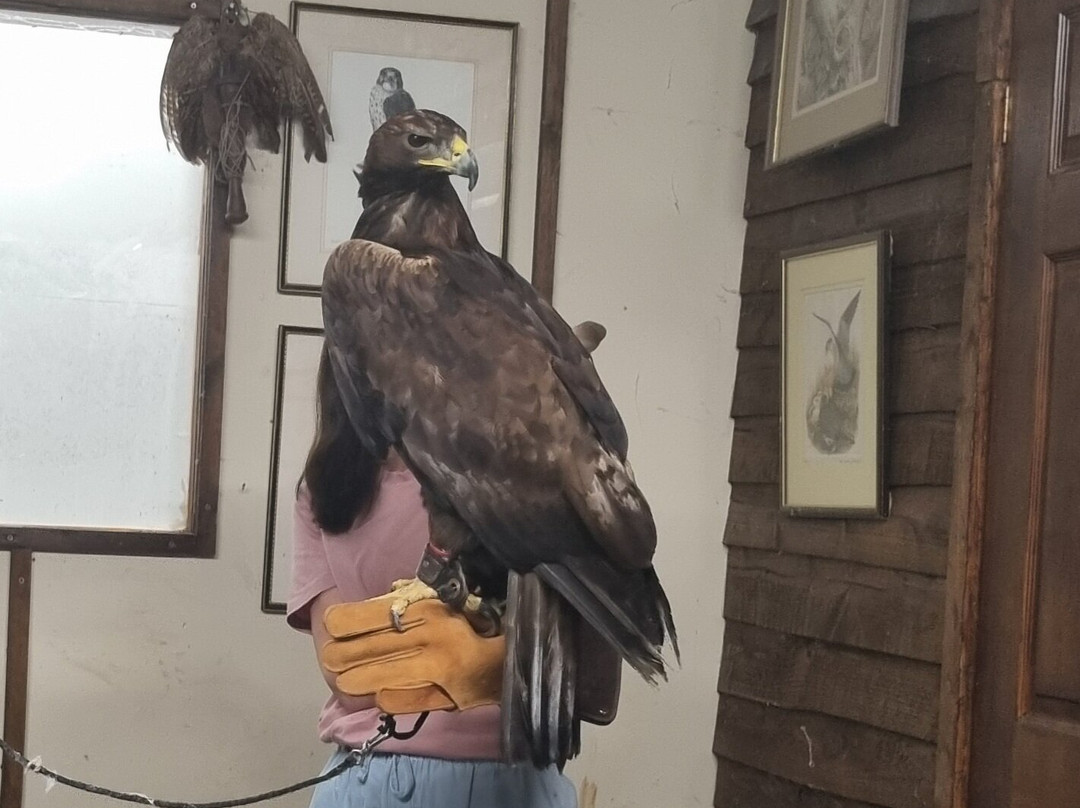 Riverside Falconry-纽卡斯尔必去景点