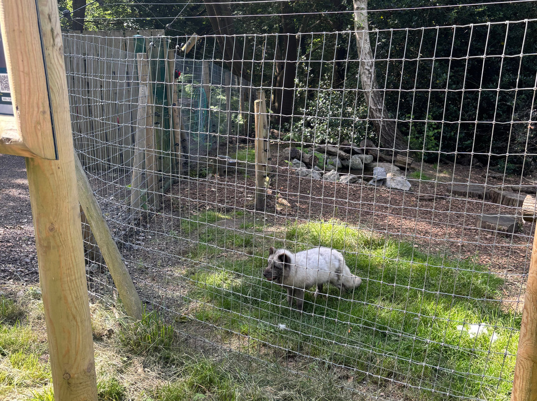 Jimmy's Farm & Wildlife Park-伊普斯威奇必去景点