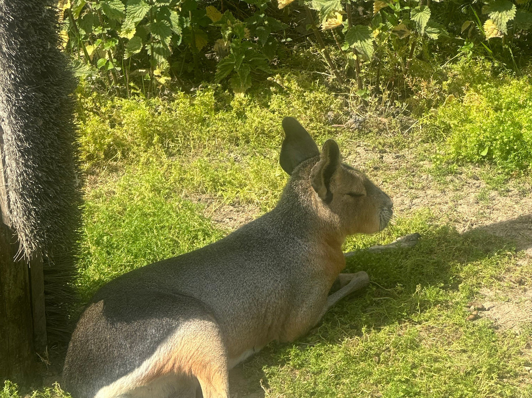 Ashlyns Wildlife Park-North Weald必去景点