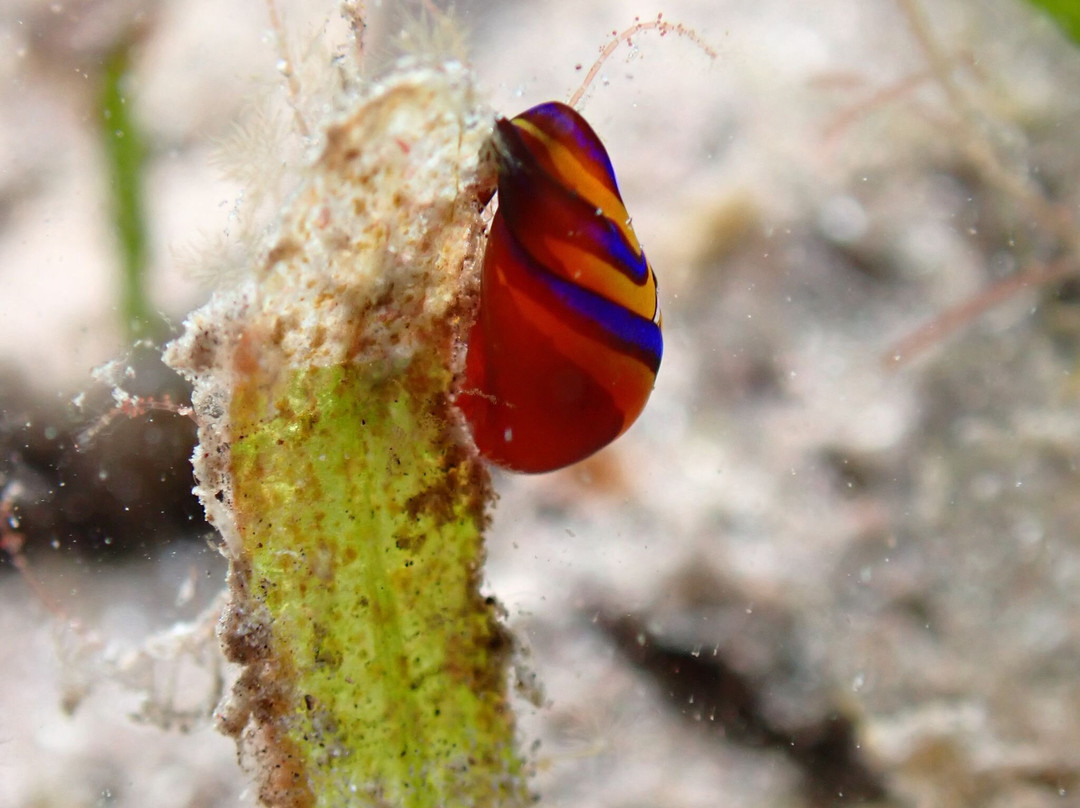 Sea Saba Dive Center-Windwardside必去景点