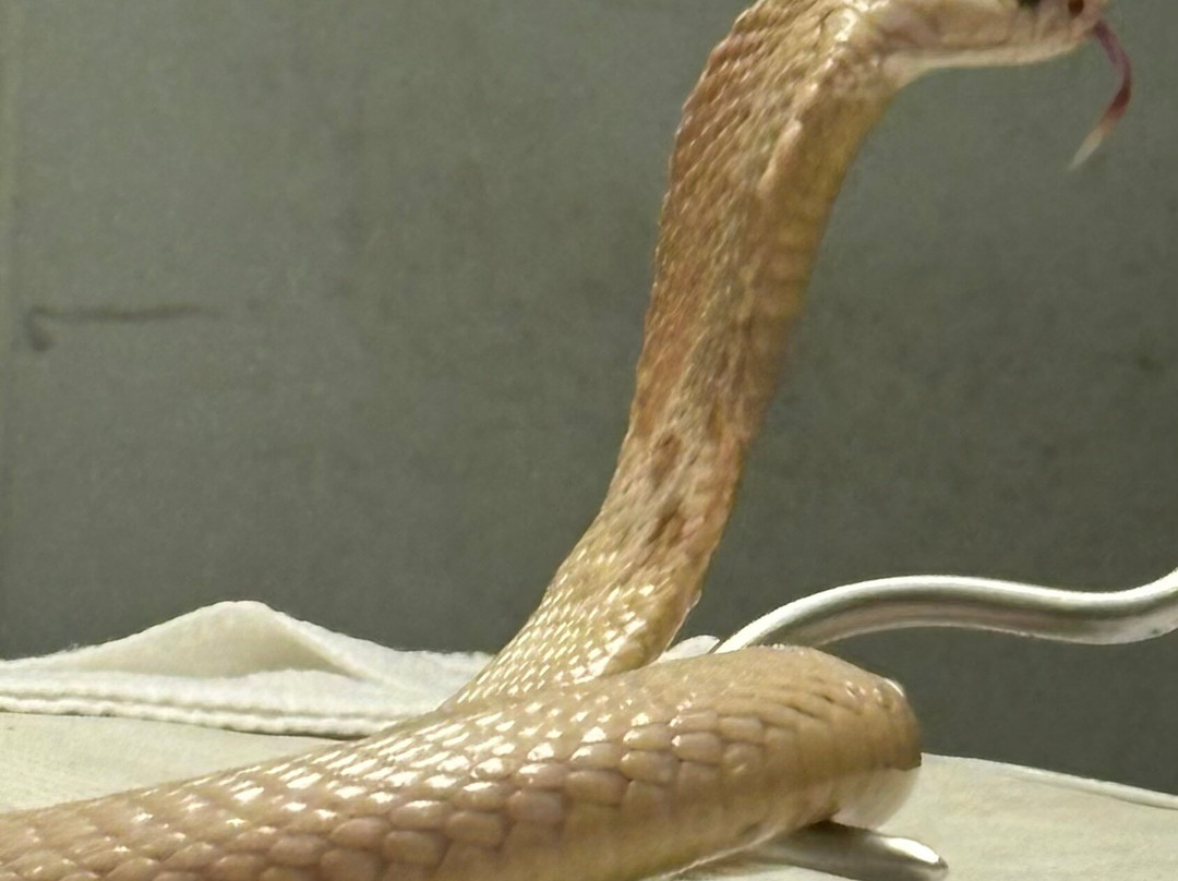Reptile Discovery Center-迪兰必去景点