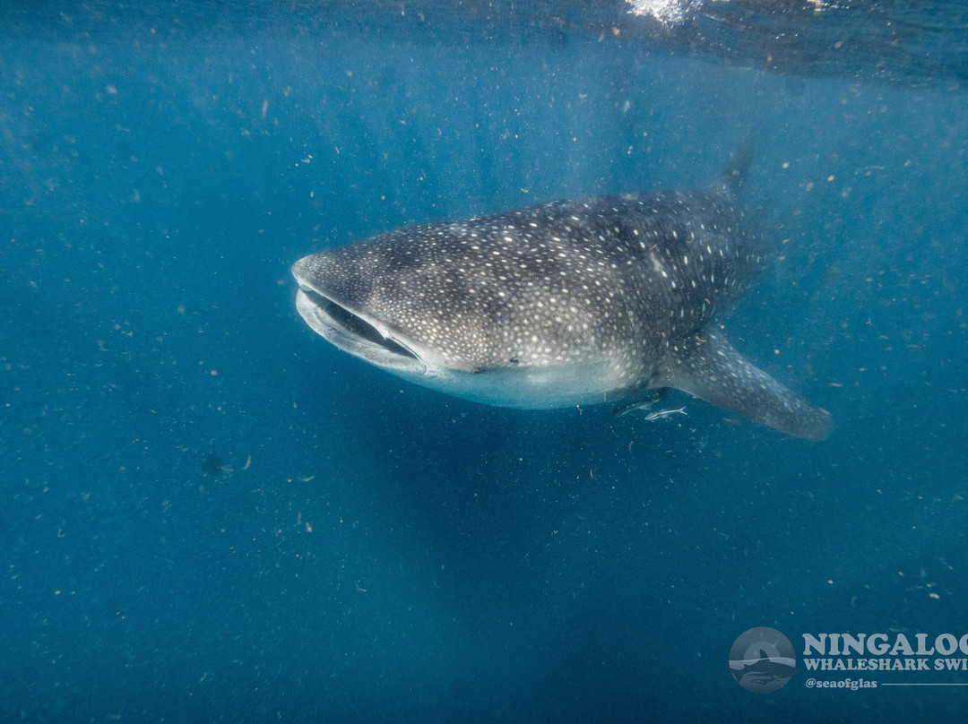 Ningaloo Whaleshark Swim-埃克斯茅斯必去景点