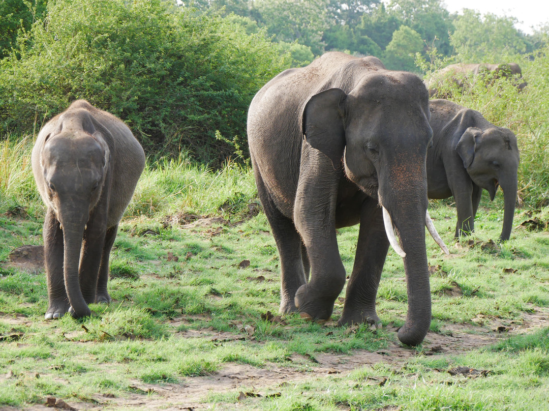 See Sri Lanka Tours-康提必去景点