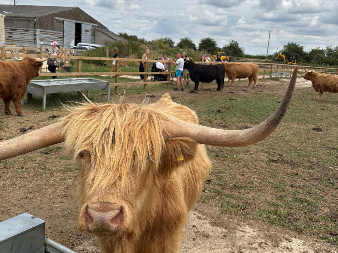 Highland Cow Cottage-Royston必去景点