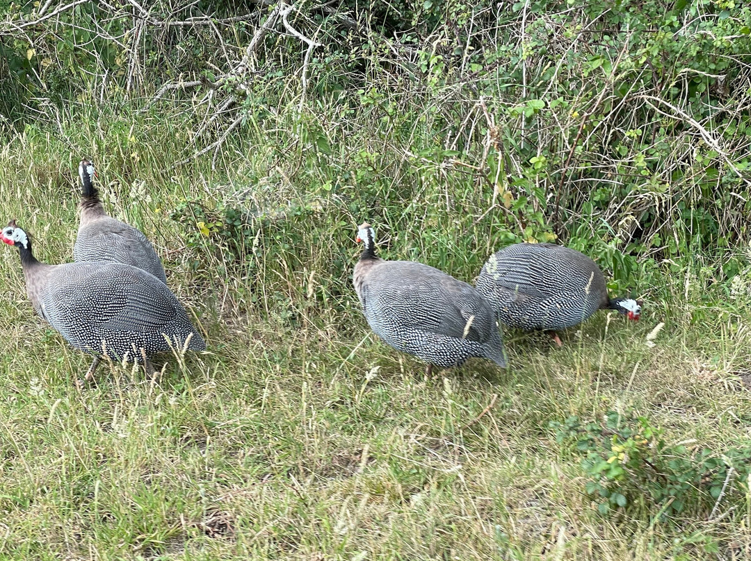 Watatunga Wildlife Reserve-金斯林必去景点