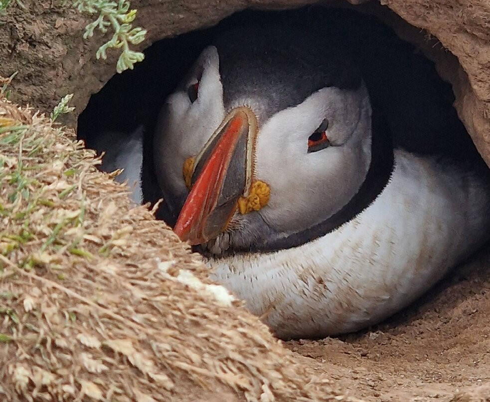 Pembrokeshire Islands Boat Trips-Marloes必去景点