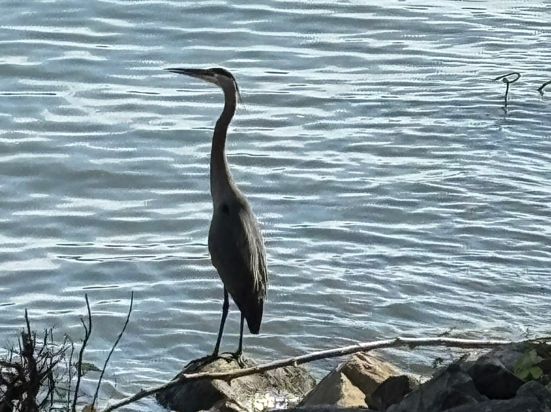 Tennessee Riverwalk-查塔努加必去景点