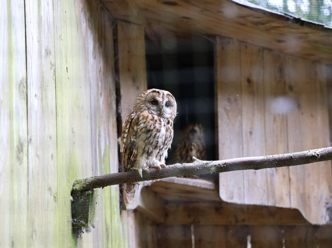 World of Owls-Randalstown必去景点