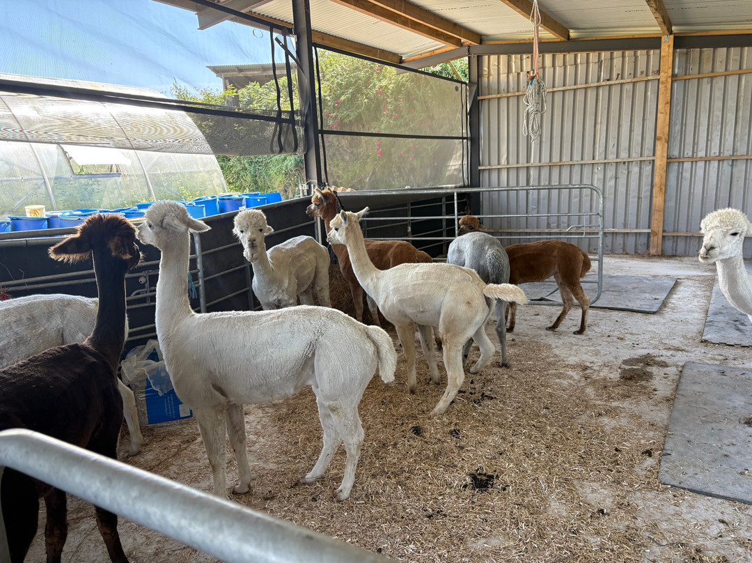 Seaside Alpacas West Cork