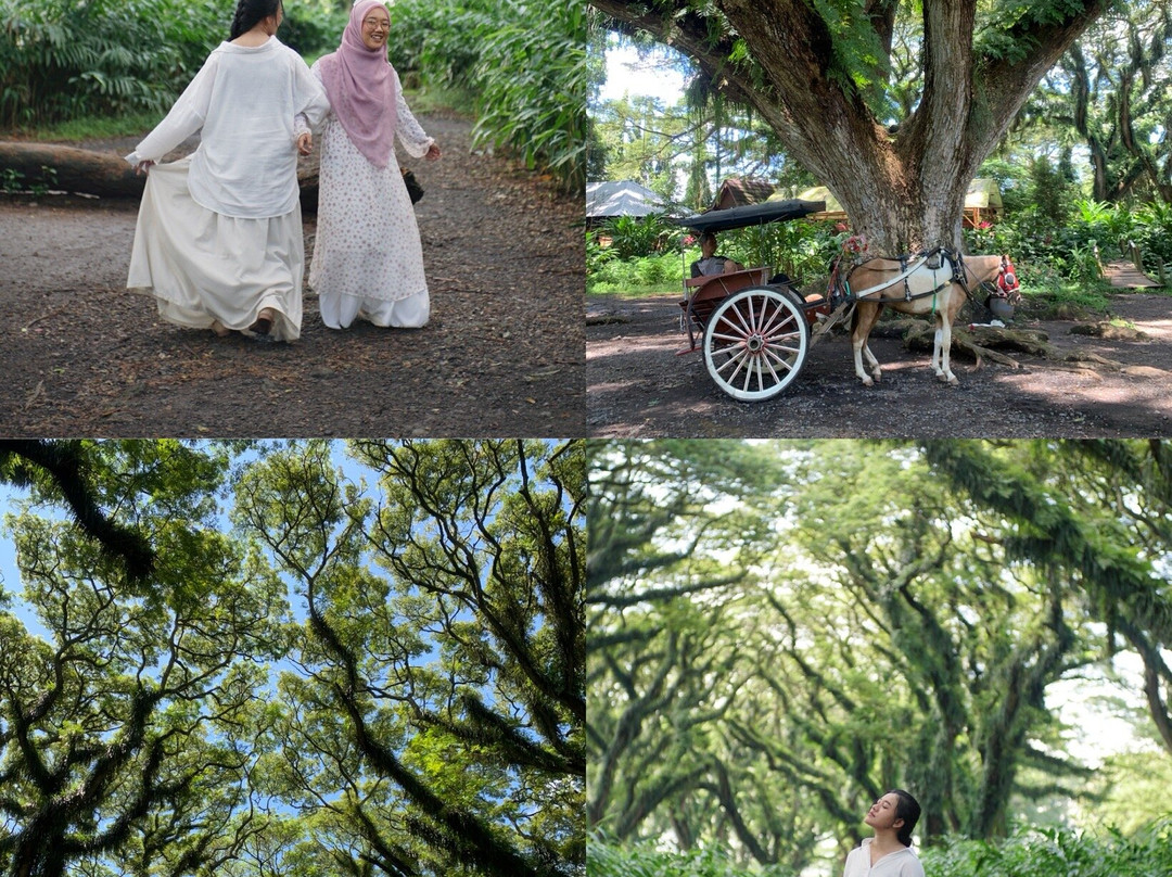 De Djawatan Forest-巴纽旺宣必去景点