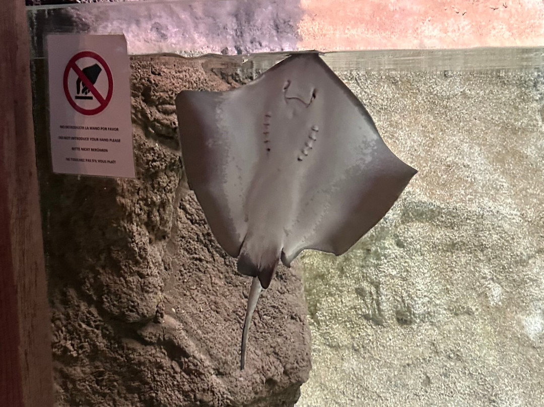 Lanzarote Aquarium-科斯塔特吉塞必去景点