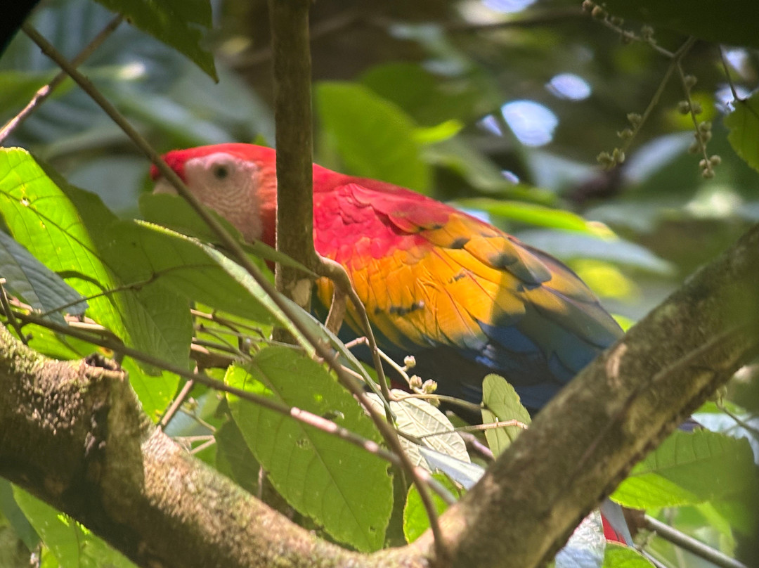 Jaguar Corcovado Tours-希门尼斯港必去景点