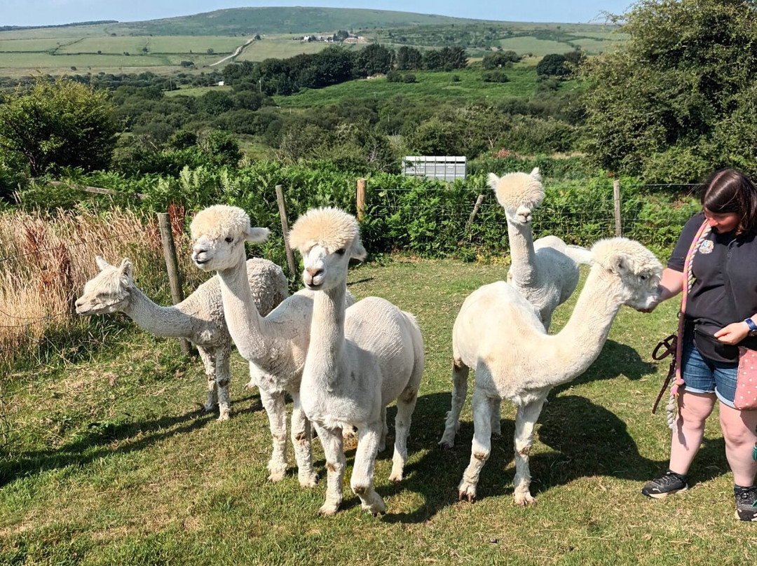 Alpaca Trekking Cornwall-康沃尔必去景点