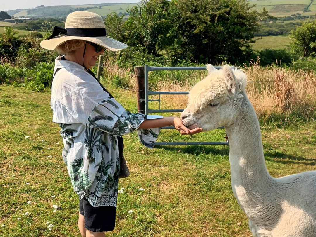 Alpaca Trekking Cornwall-康沃尔必去景点