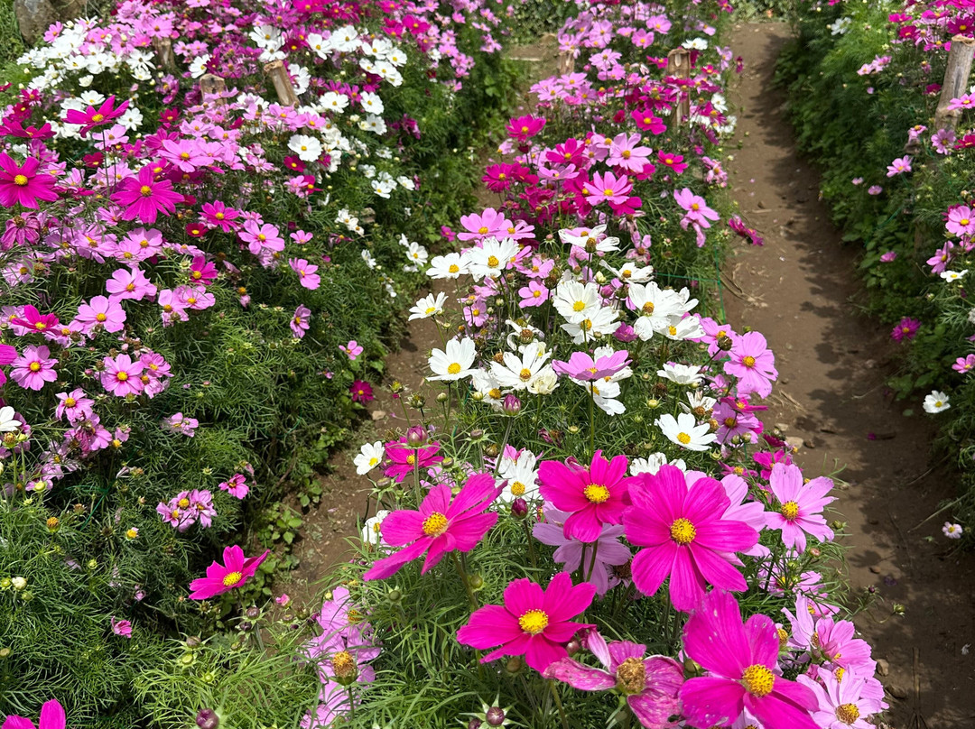 Northern Blossom Flower Farm-Atok必去景点