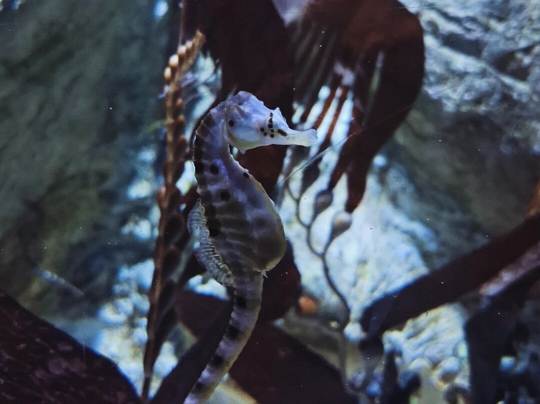 Aquarium La Rochelle-拉罗谢尔必去景点