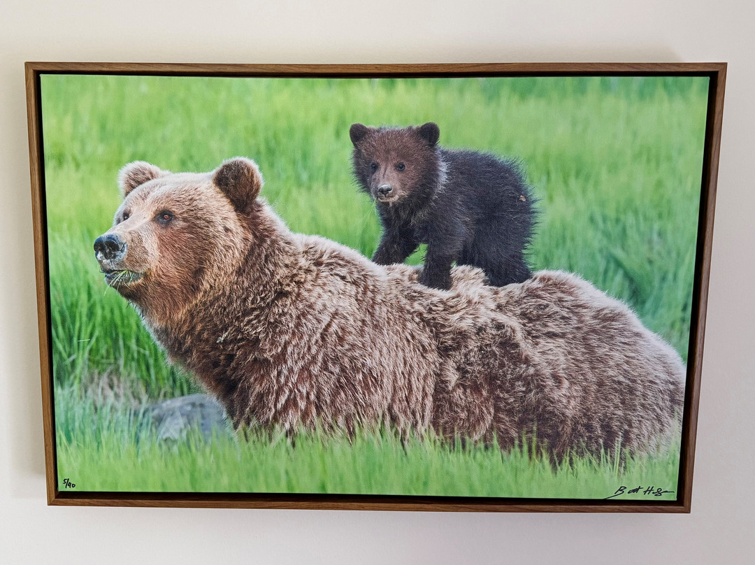 BearHead Photography Gallery-史凯威必去景点