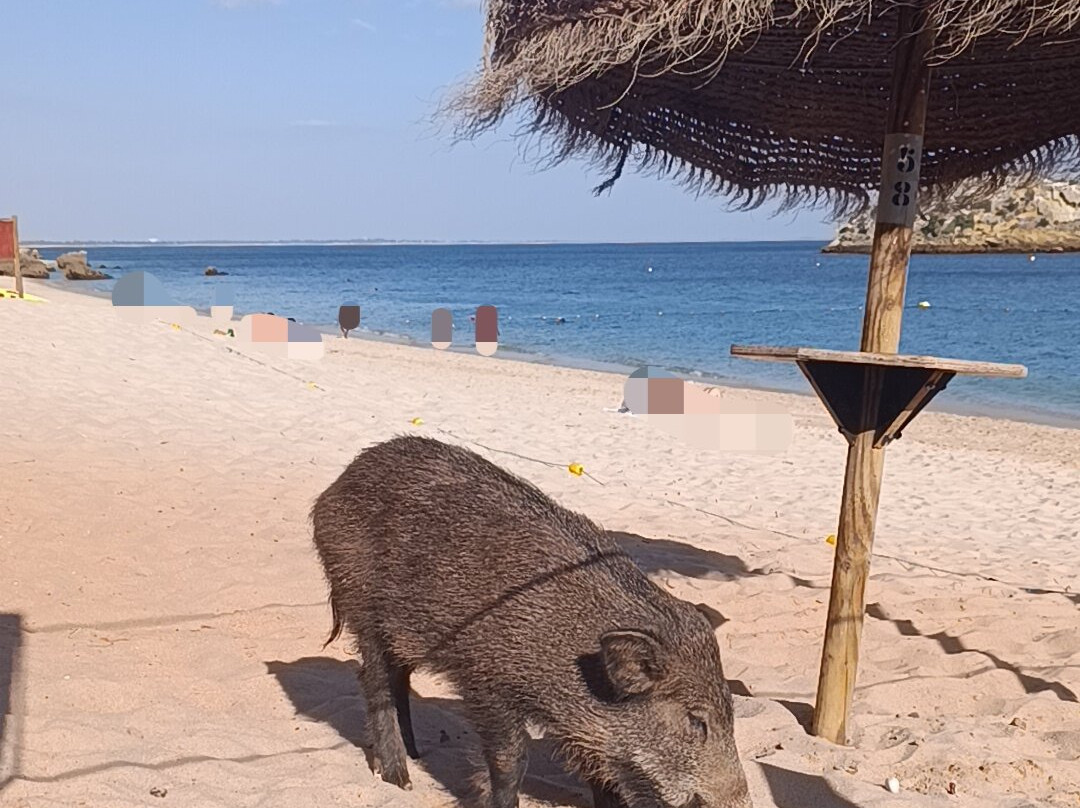 Praia do Creiro-Setubal必去景点