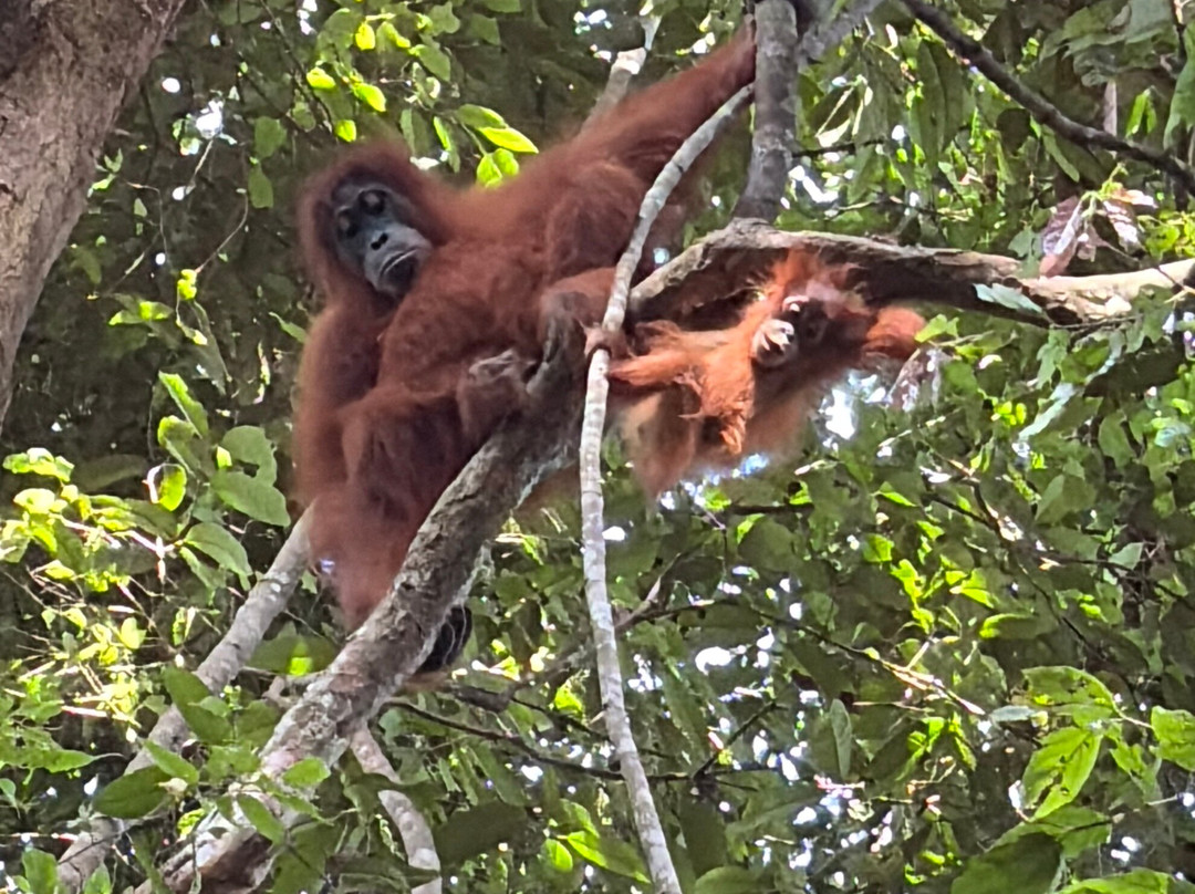 Bukit Lawang Trekking-武吉拉旺必去景点