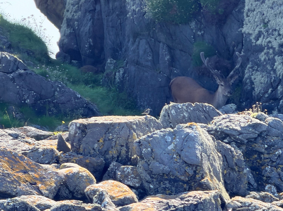 Islay Sea Adventures-Port Ellen必去景点
